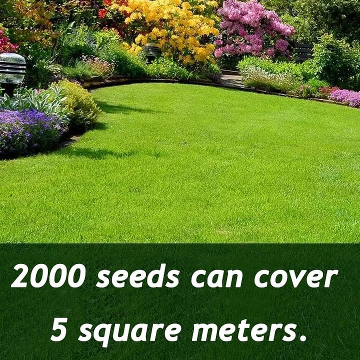 7 Days Germination🌱 Evergreen dwarf grass seed for four seasons🌾