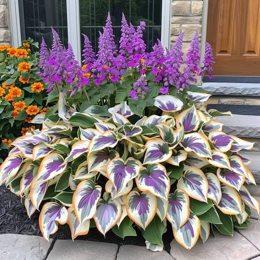 LAST DAY: BUY 3 GET 2 FREE🍃Rare Hosta Seeds🌿Survival rate of up to 95%