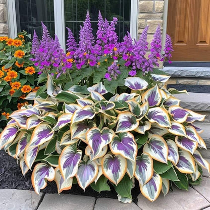 LAST DAY: BUY 3 GET 2 FREE🍃Rare Hosta Seeds🌿Survival rate of up to 95%