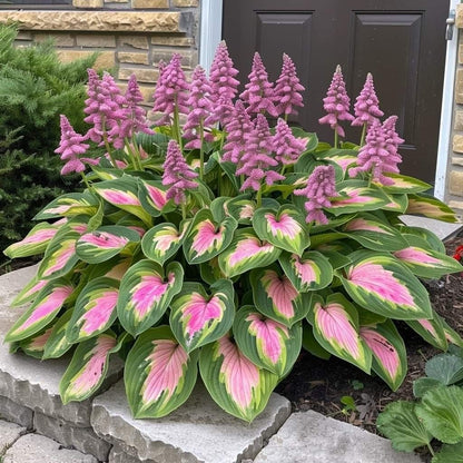 LAST DAY: BUY 3 GET 2 FREE🍃Rare Hosta Seeds🌿Survival rate of up to 95%