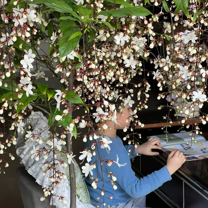 💐 Midnight Perfume - Weeping Jasmine Seeds