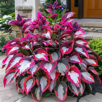 LAST DAY: BUY 3 GET 2 FREE🍃Rare Hosta Seeds🌿Survival rate of up to 95%
